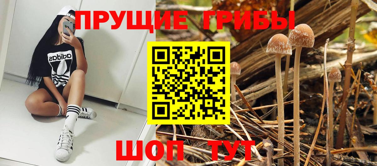 Мариинск  Псилоцибиновые грибы Cubensis  Вход с VPN 